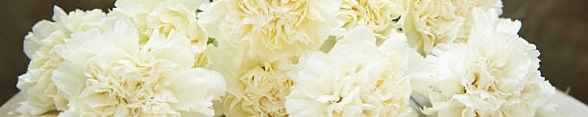 Cover for Tammara Lynn Corcoran's Obituary