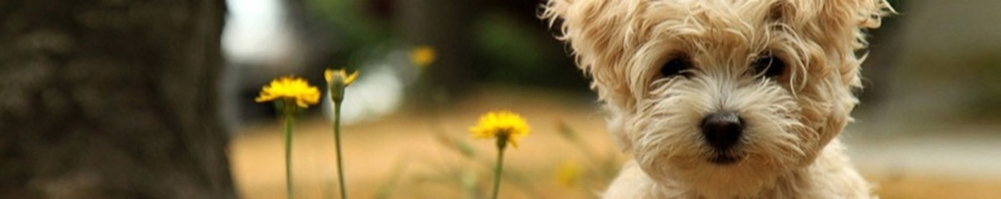Cover photo for Barbara McCandless's Obituary