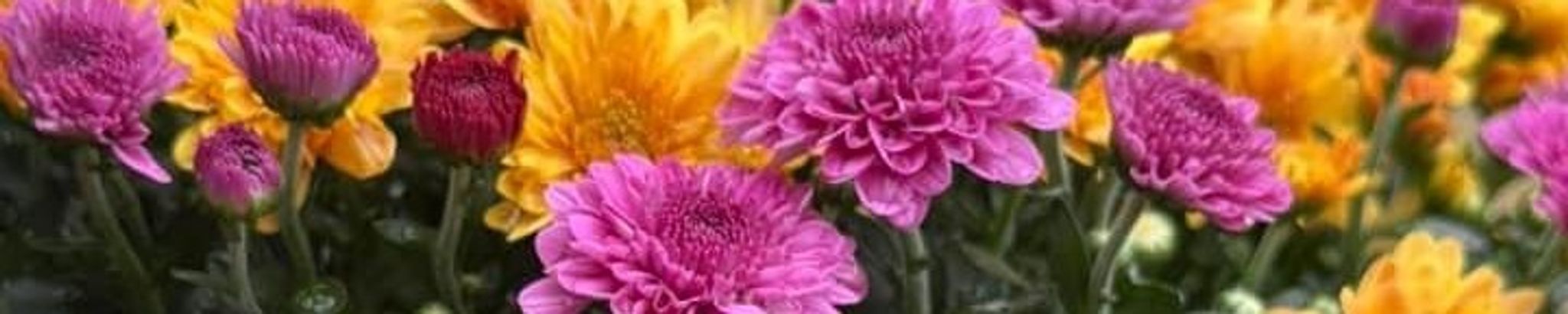 Cover photo for Betty Lea Chronister's Obituary