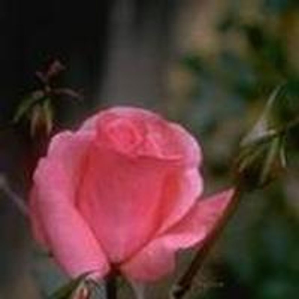 Ruth Masters Profile Photo