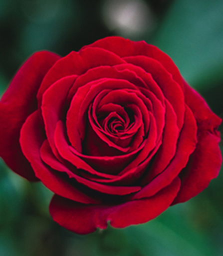 Ann Marie "Annie" Trent Profile Photo