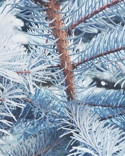 Mary Ann Yenter Profile Photo