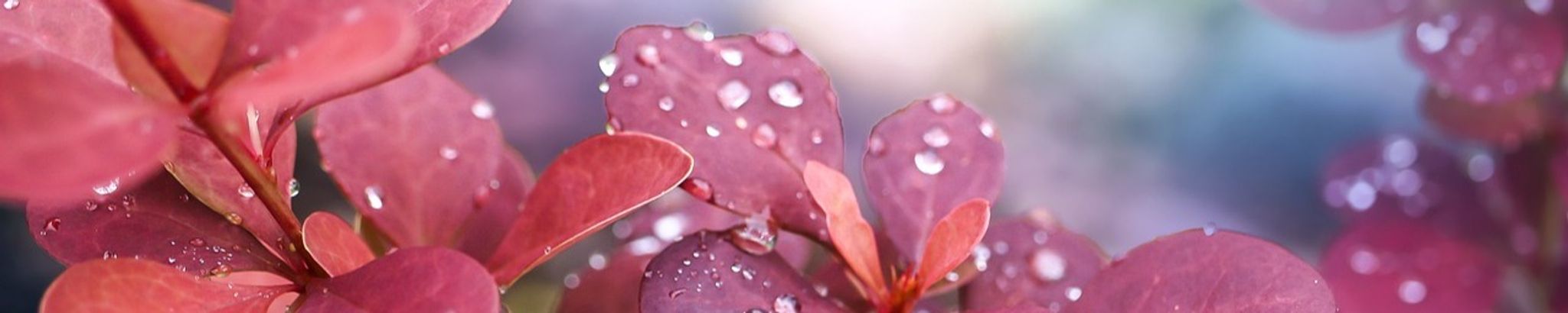 Cover photo for Darlene Frances Scramuzza's Obituary