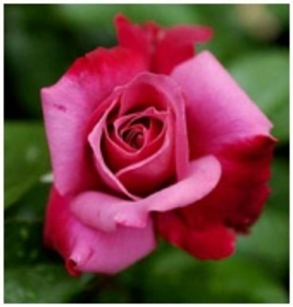 Margaret  E. Donohue