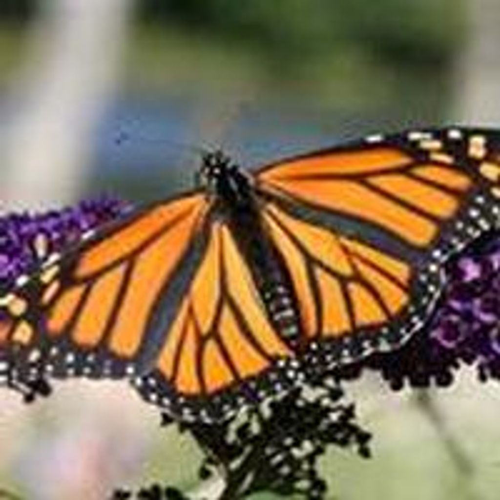 Bernice "Corky" Marie Torrie