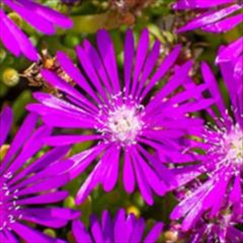 Neva Browning Profile Photo