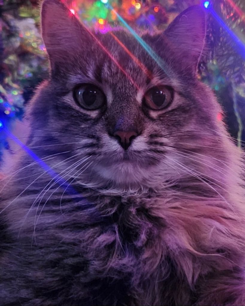 Georgie Profile Photo