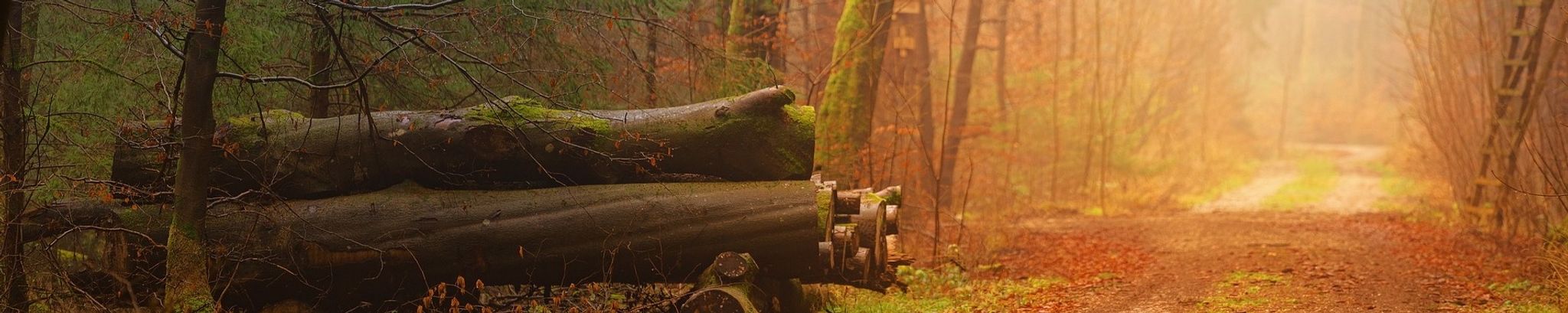 Cover for Thomas Robert McTeague's Obituary