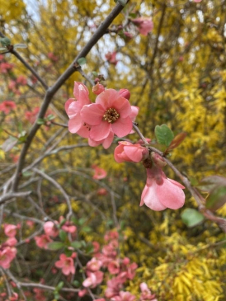 Helen Glenn Evans Profile Photo