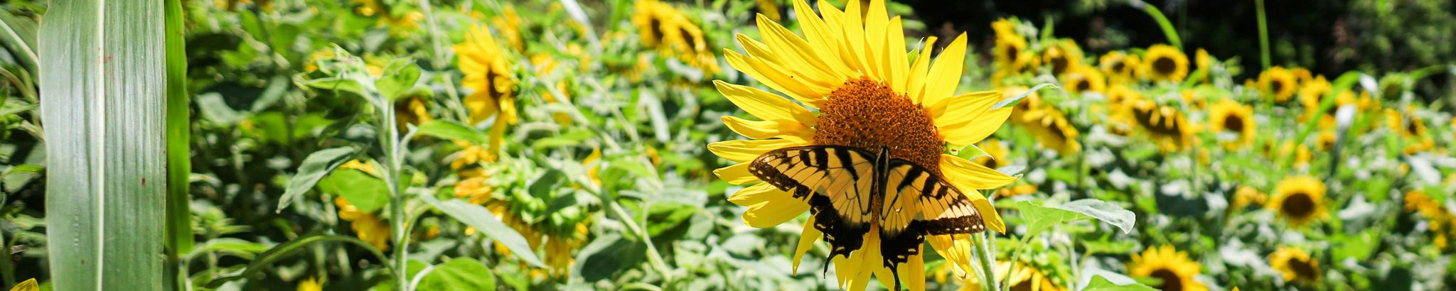 Cover for Nancy M. Miller-Dement's Obituary