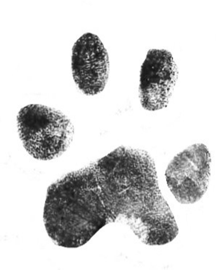 CoCo Snyder Profile Photo