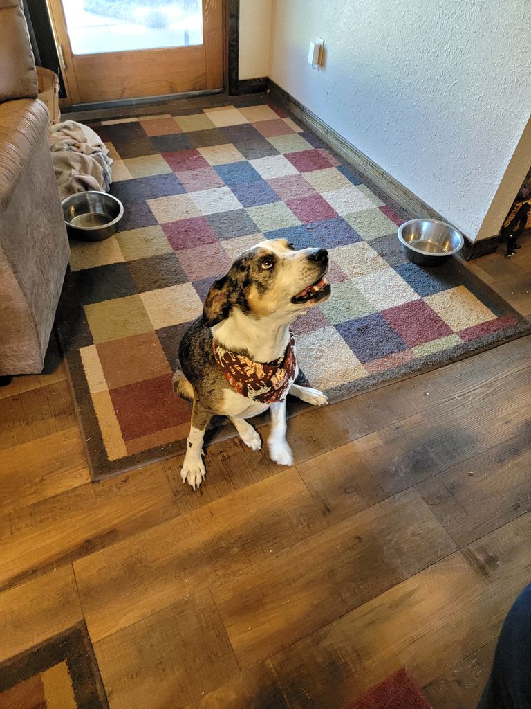 Callie Profile Photo