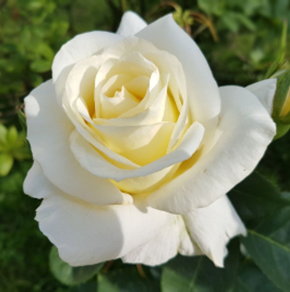 Barbara Cornett Profile Photo