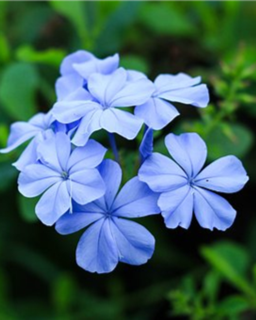 Eva L. (Lawrence)  Taylor