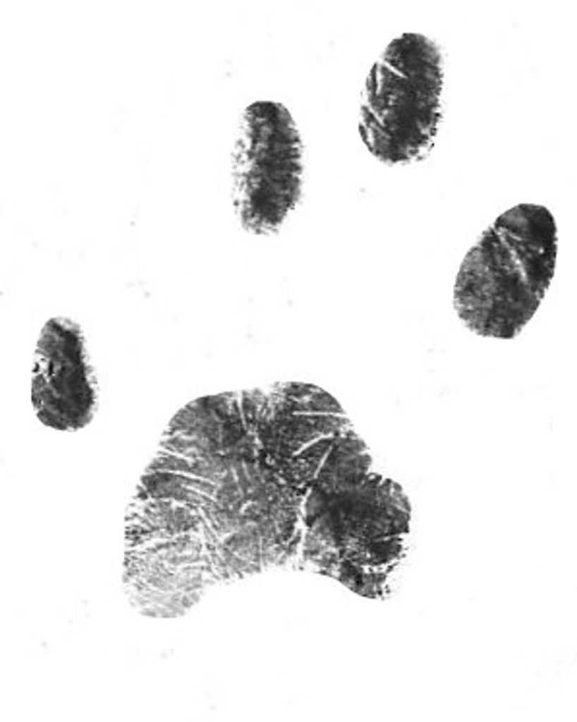 Duke Stewart Profile Photo