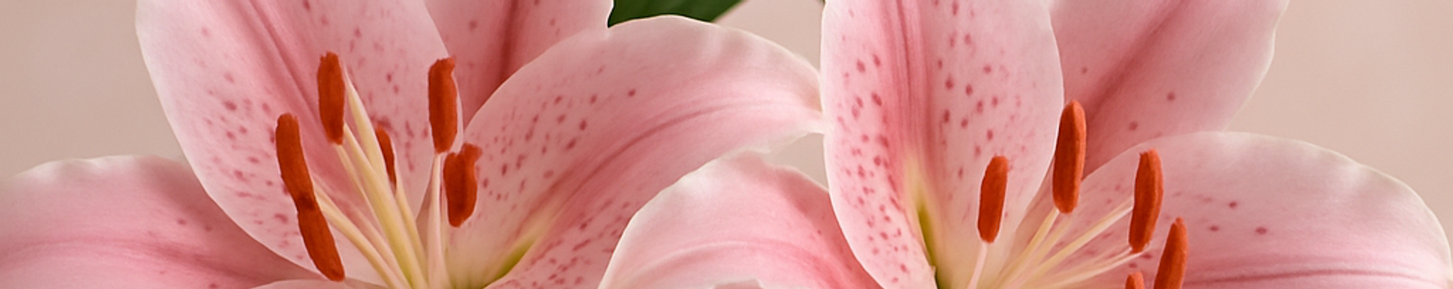 Cover photo for Mary Ellen Daly Halvorsen's Obituary