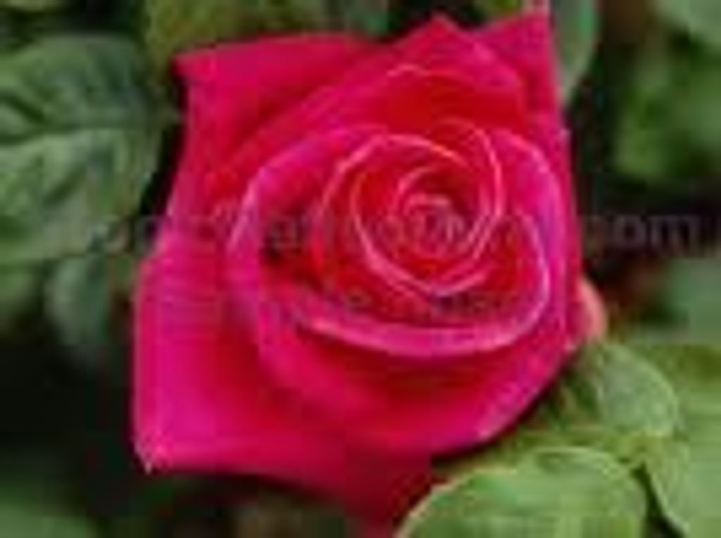 Linda Pousson Lejeune