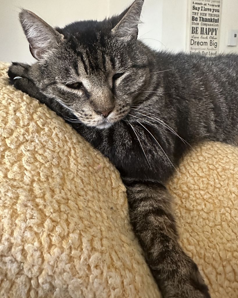 Mauser Profile Photo