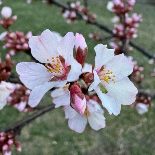 Theresa “Terry Ann” Jelliffe