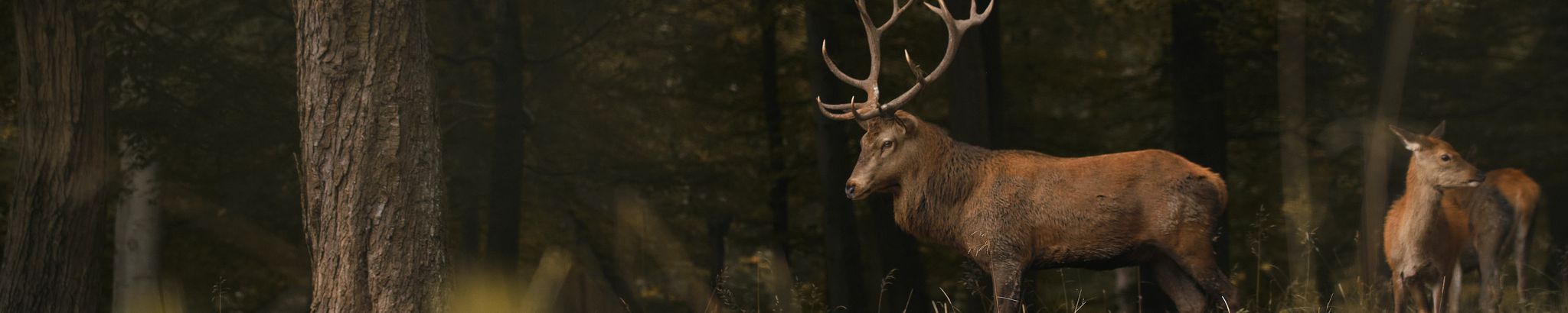 Cover photo for Robert C. Giroux's Obituary
