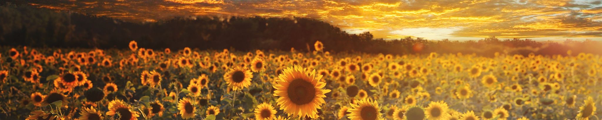 Cover for Melissa "Misty" Lee Talbert's Obituary