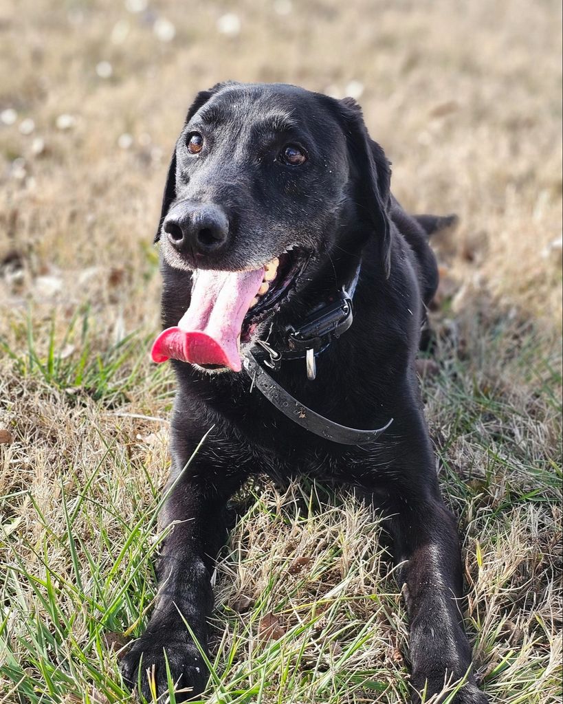 K9 Elvis Profile Photo