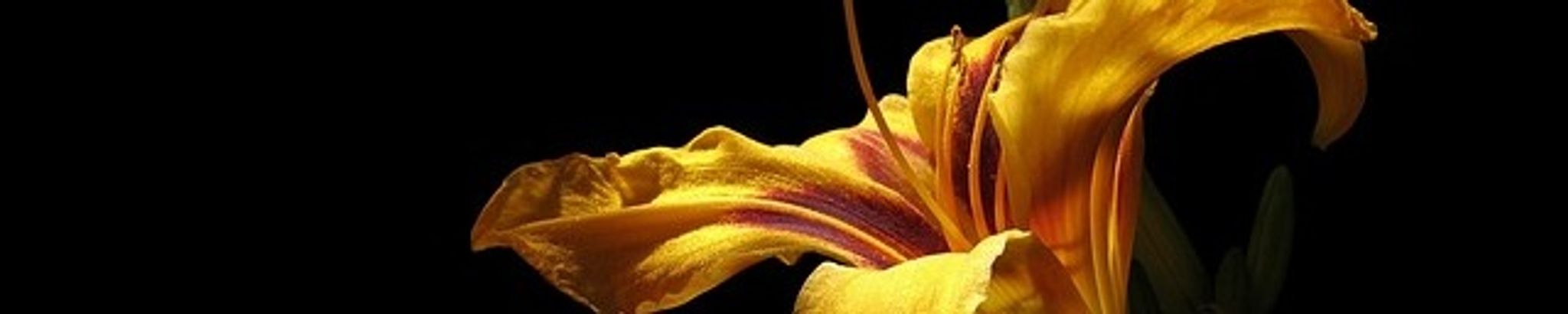 Cover for Frederick Emerson's Obituary