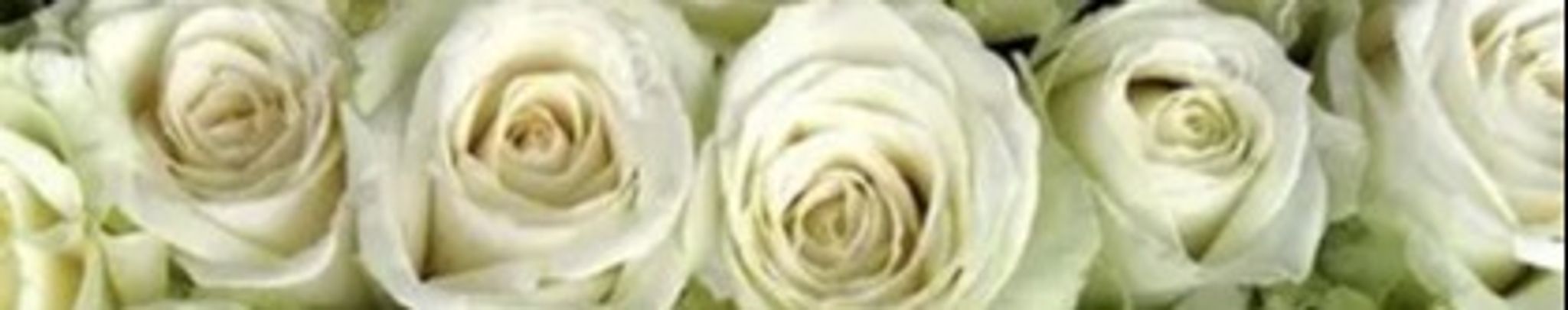 Cover photo for Mrs. Dorothy Mae Prince's Obituary