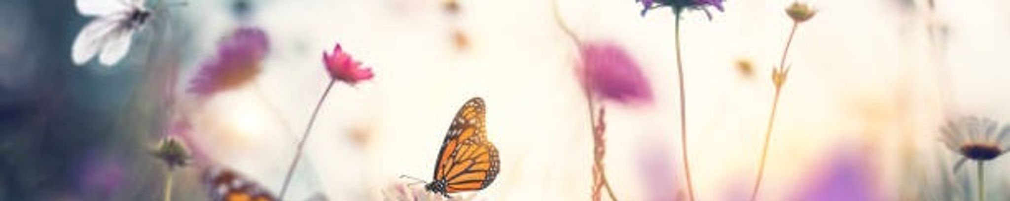 Cover photo for Sue Ann Ford's Obituary