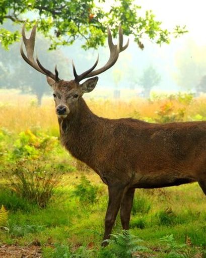 Flim Edward Sanson Profile Photo