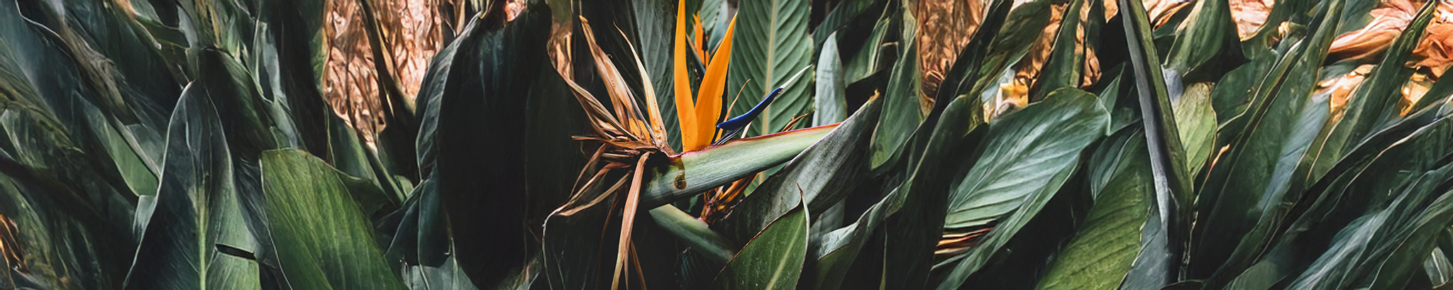 Cover for Joyce Stout's Obituary