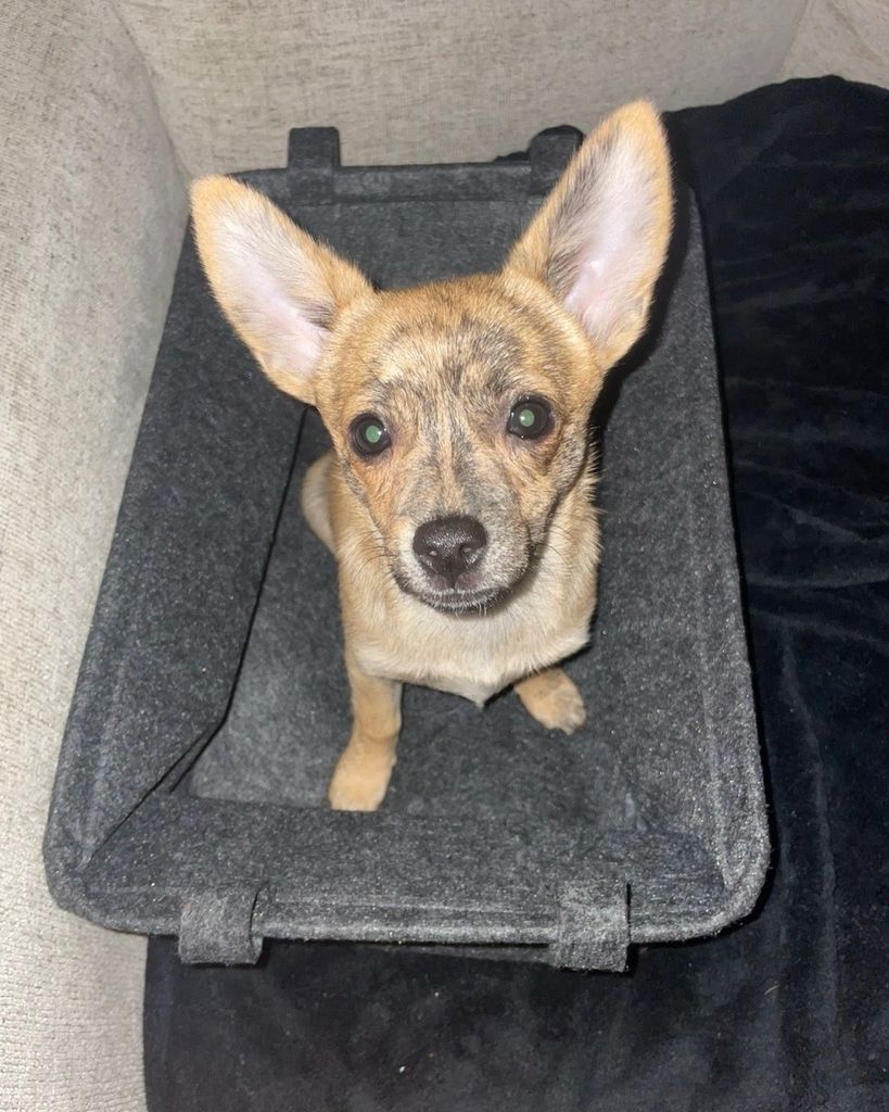 Pepper Smith Profile Photo