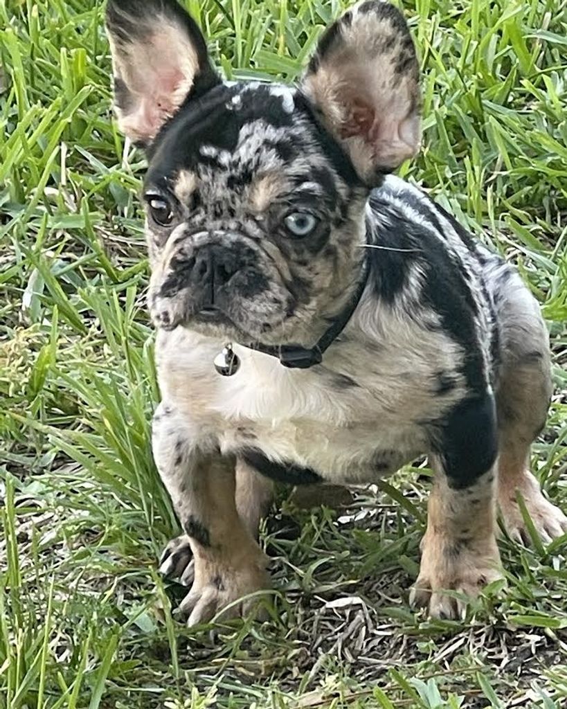 LOLA BELLE RICHARDSON Profile Photo