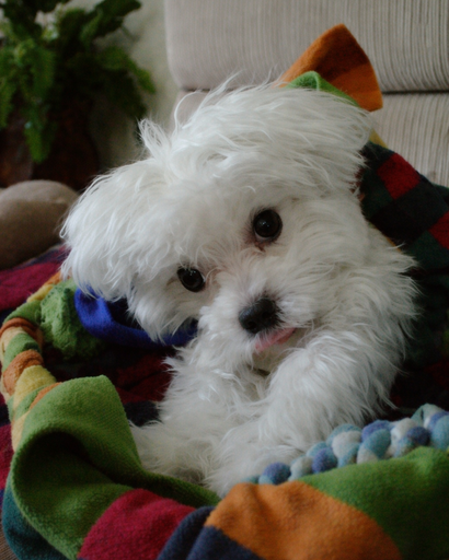 Ben-Roli ?'s obituary image