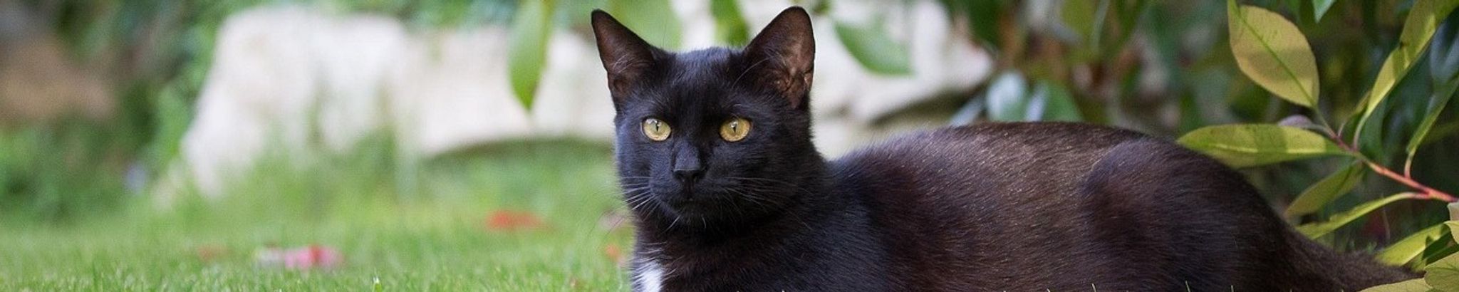 Cover for Thomas Vernon Salger's Obituary