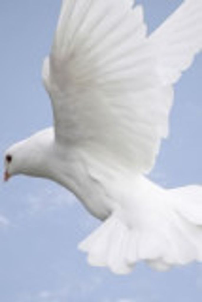 Shirley  Anne Archer Profile Photo