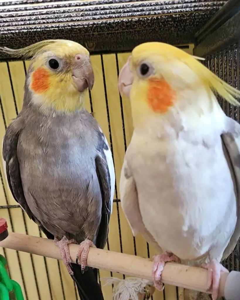 Remi & Papi Campbell