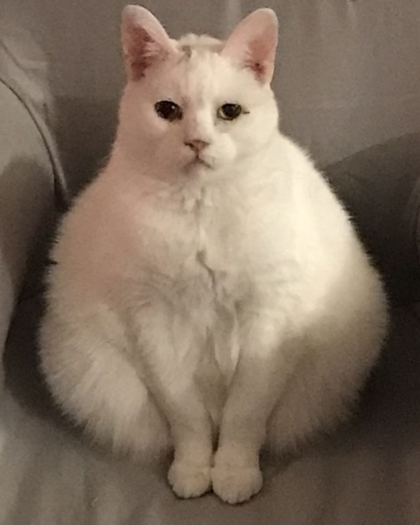 Calliope Profile Photo