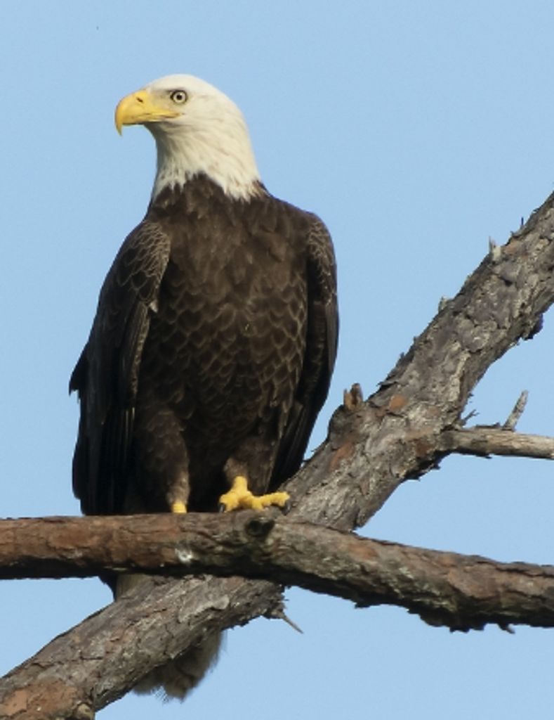 Duane "Dicky" Geissman