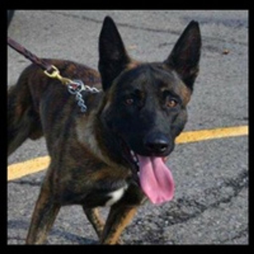 A.S.P. K9 Trooper "Hemi"