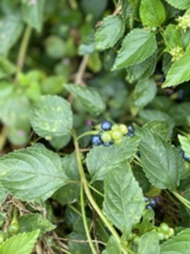 Charles J. Swenson Profile Photo