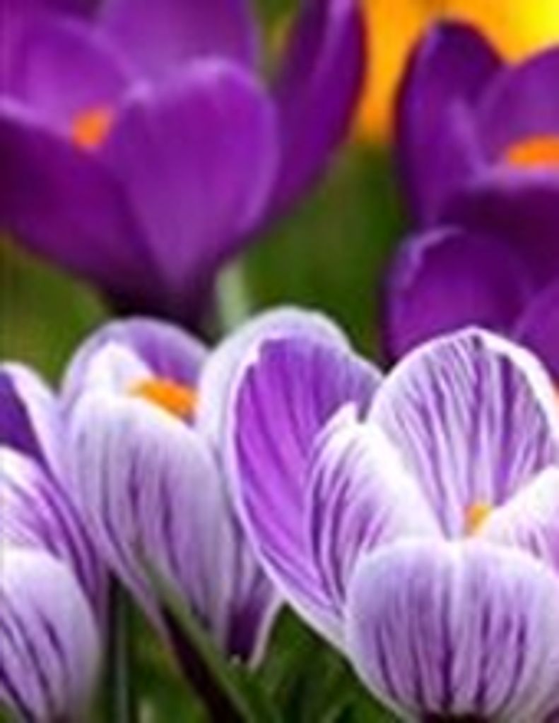 Betty Speares Burdette