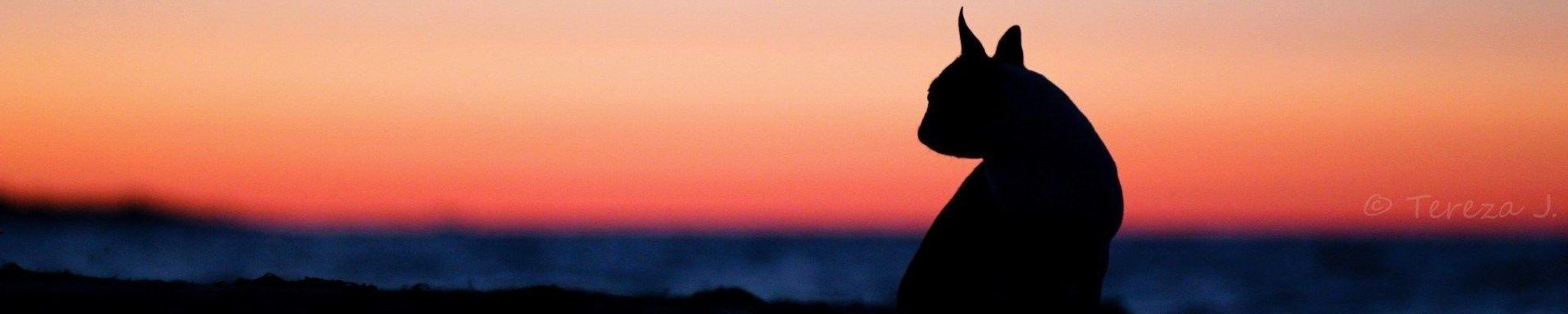 Cover for Chapo Flores's Obituary