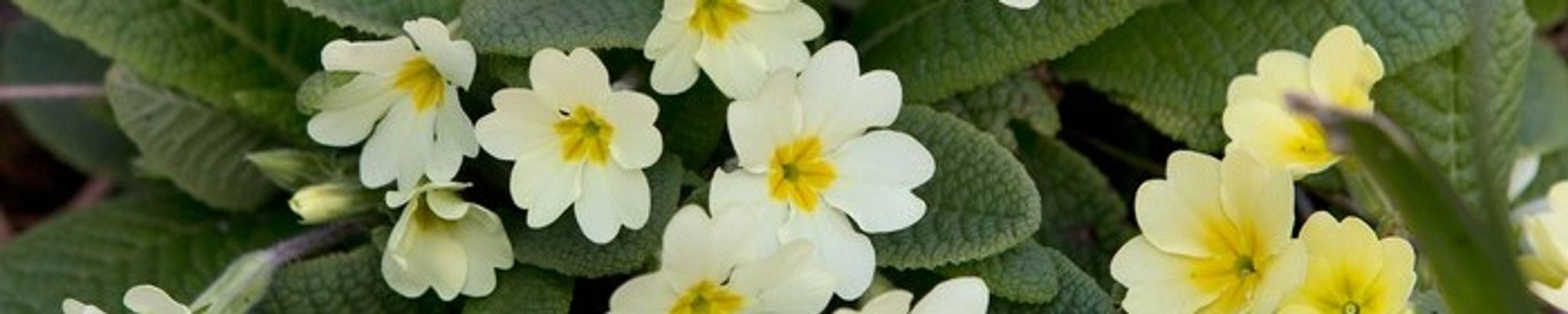 Cover for Charlotte Cromwell's Obituary