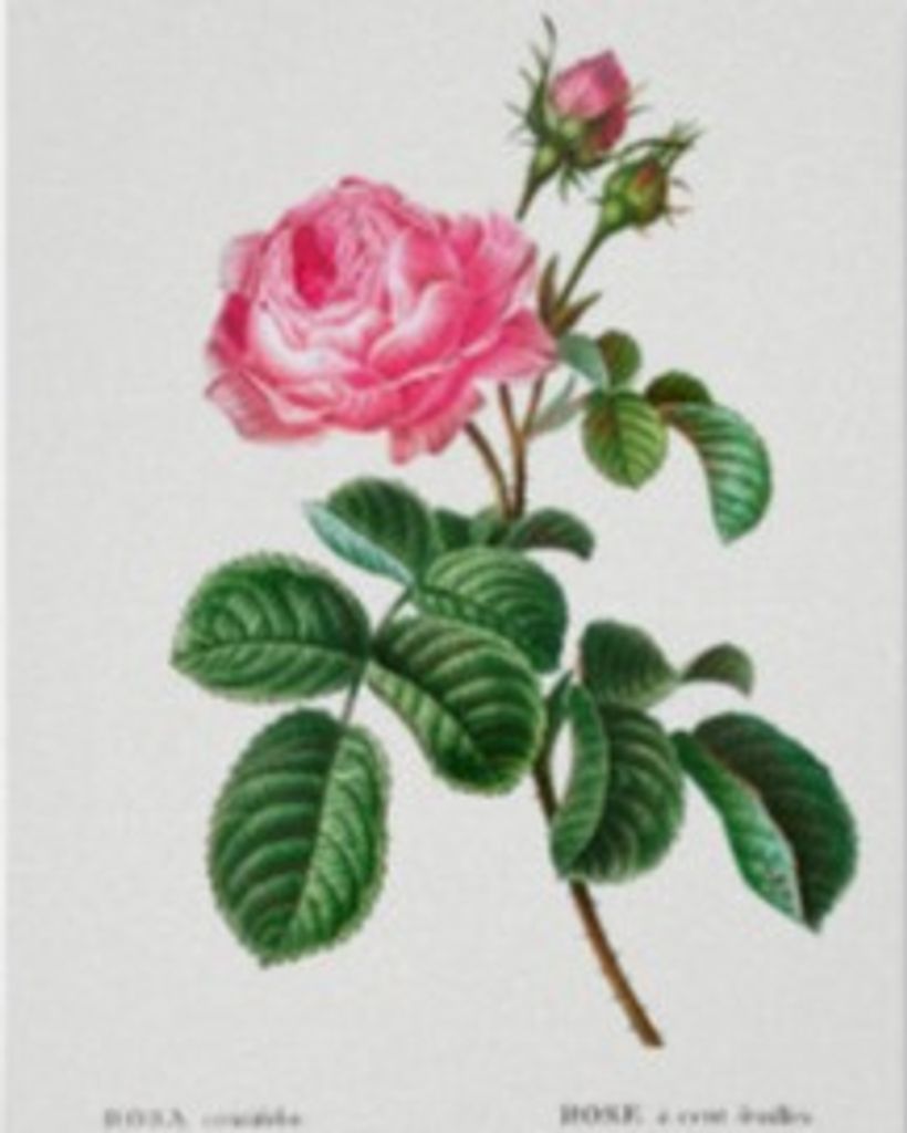 Margaret Ruth "Granny" Bowman Profile Photo