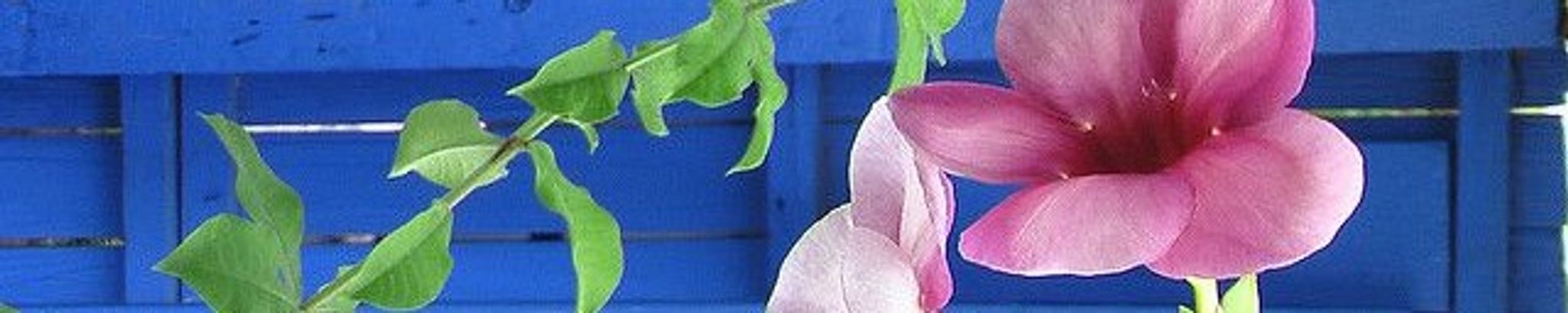 Cover photo for Annette Turnbull's Obituary