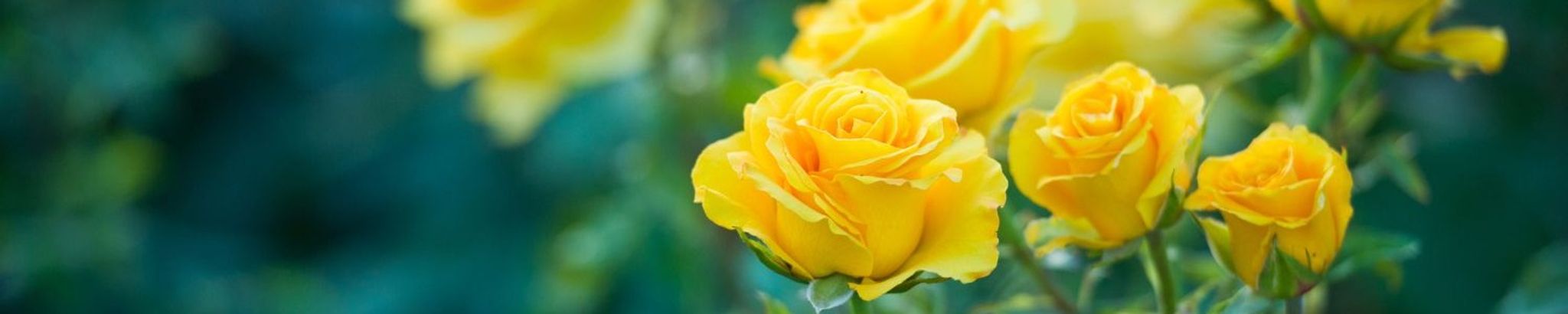 Cover photo for Maureen Chrum's Obituary