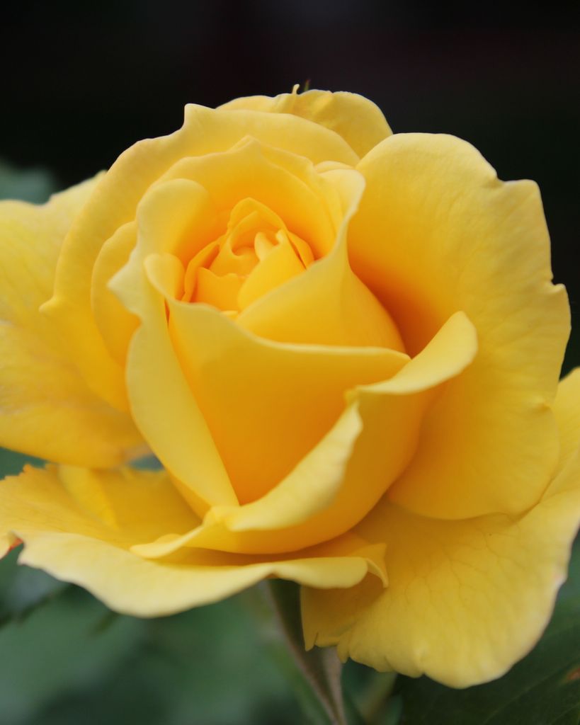 Phyllis "Punkin" Blanton Norman Profile Photo