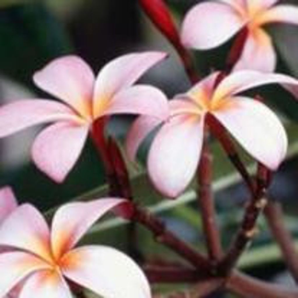 Marguerite Ritz