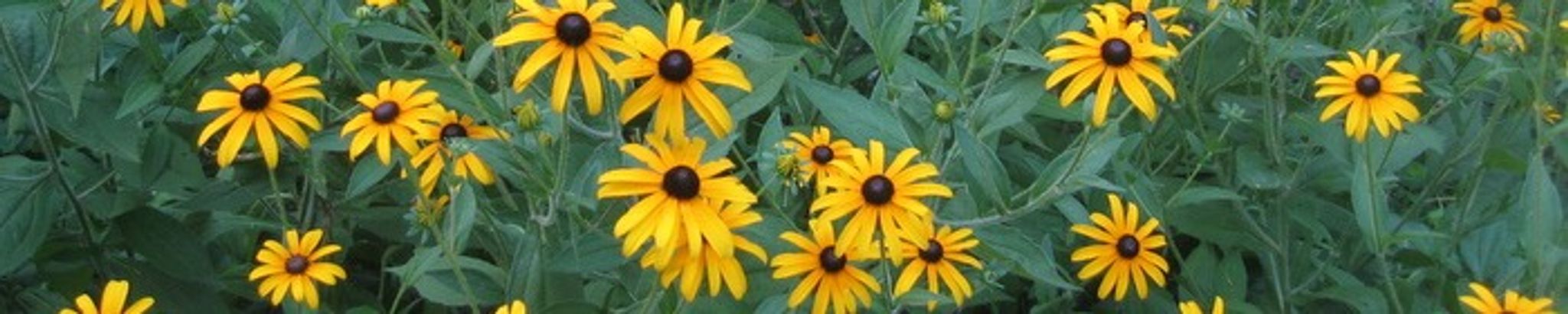 Cover photo for Mary P. Slye's Obituary